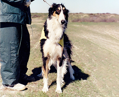 Top Open Field Coursing Borzoi 1988